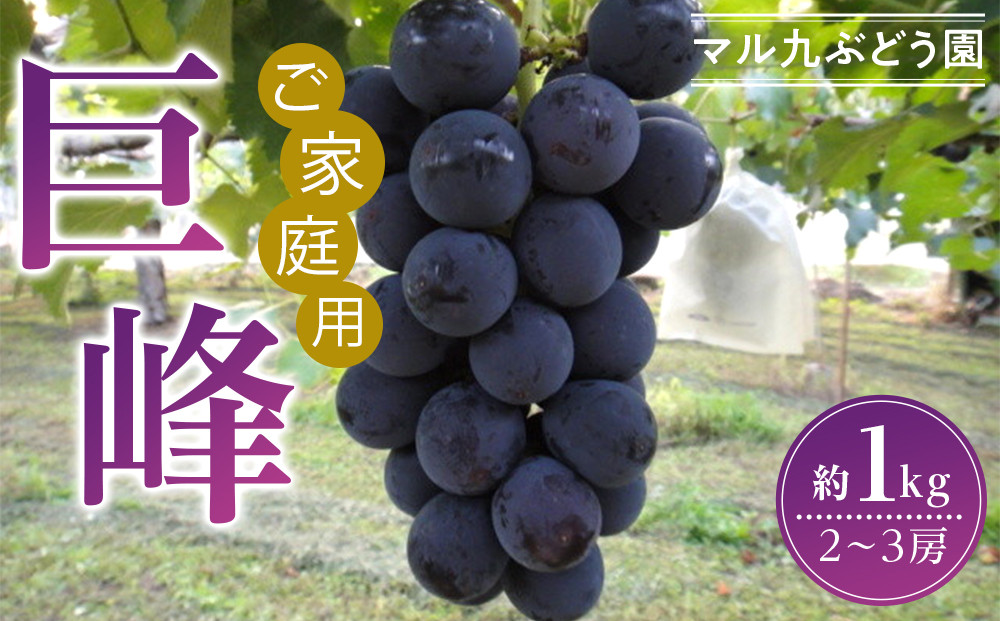 【2026年度_先行予約】【ご家庭用】巨峰（種あり）約1kg〔2026年8月上旬より順次発送〕