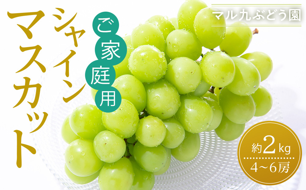 【2026年度_先行予約】【ご家庭用】シャインマスカット&nbsp;約2kg〔2026年8月中旬より順次発送〕