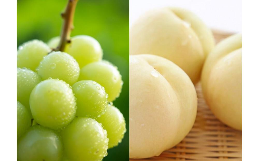 【定期便】&nbsp;2025年&nbsp;フルーツ&nbsp;岡山の旬な果物&nbsp;白桃（早生、中生種）約2kg&nbsp;6~9玉/シャインマスカット&nbsp;大房1房&nbsp;約800g&nbsp;横木農園｜フルーツ&nbsp;果物&nbsp;くだもの&nbsp;桃&nbsp;モモ&nbsp;もも&nbsp;白桃&nbsp;早生&nbsp;中生種&nbsp;シャインマスカット&nbsp;マスカット&nbsp;大房&nbsp;岡山&nbsp;岡山県産&nbsp;国産&nbsp;おすすめ&nbsp;人気&nbsp;定期便&nbsp;ギフト&nbsp;贈答用&nbsp;プレゼント&nbsp;横木農園&nbsp;フルーツ&nbsp;果物&nbsp;もも&nbsp;シャインマスカット&nbsp;白桃