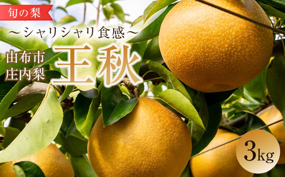 旬の梨 王秋 3kg 庄内梨 大塚梨園＜2024年10月下旬以降発送＞ | 梨 なし 3kg フルーツ 果物 お取り寄せ 国産 送料無料 おすすめ 数量限定 期間限定 ゆふいん 由布院 湯布院 由布市 大分県 九州 FT008