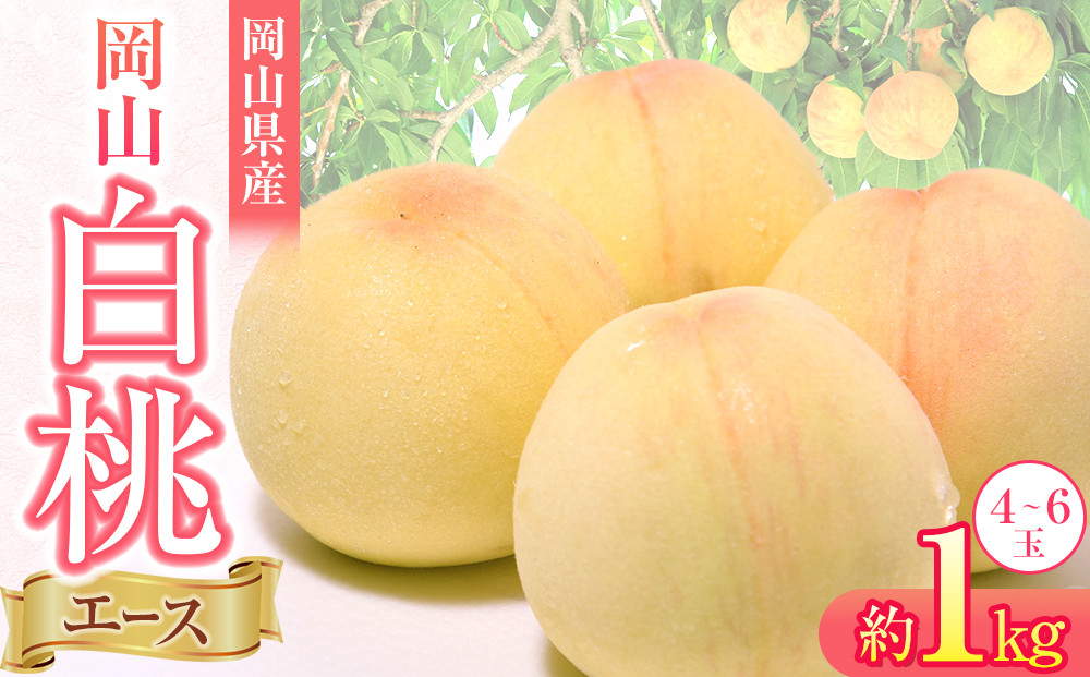 岡山県産&nbsp;桃&nbsp;岡山白桃&nbsp;2026年&nbsp;エース&nbsp;約1kg（4～6玉）【白桃&nbsp;桃&nbsp;もも&nbsp;果物&nbsp;フルーツ&nbsp;新鮮&nbsp;岡山県産&nbsp;おすすめ&nbsp;人気&nbsp;ギフト&nbsp;岡山県&nbsp;岡山市】