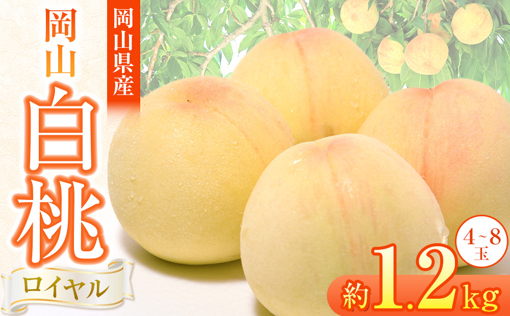 岡山県産&nbsp;桃&nbsp;岡山白桃&nbsp;2026年&nbsp;ロイヤル&nbsp;約1.2kg（4～8玉）【白桃&nbsp;桃&nbsp;もも&nbsp;果物&nbsp;フルーツ&nbsp;新鮮&nbsp;岡山県産&nbsp;おすすめ&nbsp;人気&nbsp;ギフト&nbsp;岡山県&nbsp;岡山市】