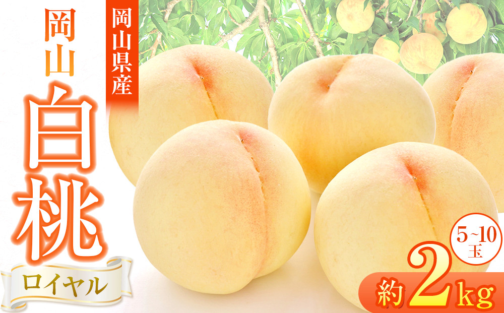 岡山県産&nbsp;桃&nbsp;岡山白桃&nbsp;2026年&nbsp;ロイヤル&nbsp;約2kg（5～10玉）【白桃&nbsp;桃&nbsp;もも&nbsp;果物&nbsp;フルーツ&nbsp;新鮮&nbsp;岡山県産&nbsp;おすすめ&nbsp;人気&nbsp;ギフト&nbsp;岡山県&nbsp;岡山市】