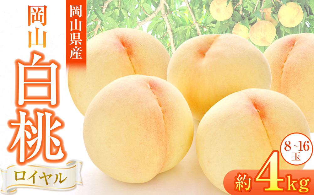 岡山県産&nbsp;桃&nbsp;岡山白桃&nbsp;2026年&nbsp;ロイヤル&nbsp;約4kg（8～16玉）【白桃&nbsp;桃&nbsp;もも&nbsp;果物&nbsp;フルーツ&nbsp;新鮮&nbsp;岡山県産&nbsp;おすすめ&nbsp;人気&nbsp;ギフト&nbsp;岡山県&nbsp;岡山市】