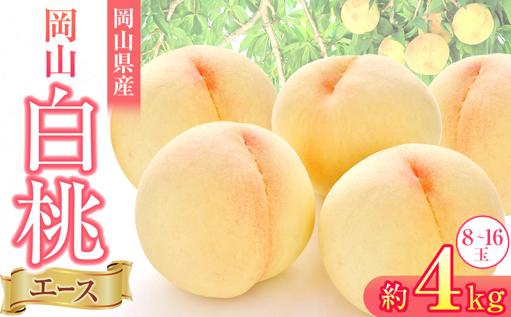 岡山県産&nbsp;桃&nbsp;岡山白桃&nbsp;2026年&nbsp;エース&nbsp;約4kg（8～16玉）【白桃&nbsp;桃&nbsp;もも&nbsp;果物&nbsp;フルーツ&nbsp;新鮮&nbsp;岡山県産&nbsp;おすすめ&nbsp;人気&nbsp;ギフト&nbsp;岡山県&nbsp;岡山市】