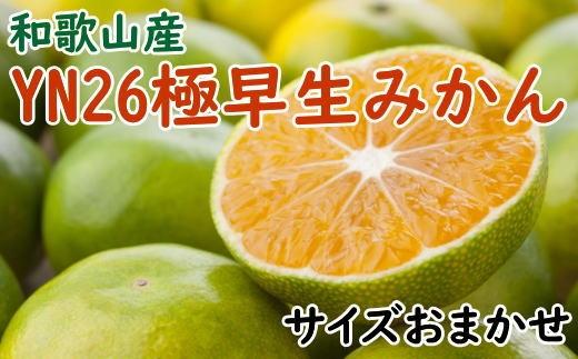 【産直】YN26極早生みかん約5kg（2S～Mサイズおまかせ）★2024年9月中旬頃から10月中旬頃順次発送【TM13】