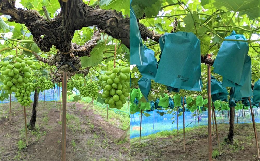 ぶどう マスカット 家庭用 大粒 2026年 9月以降発送 シャイン