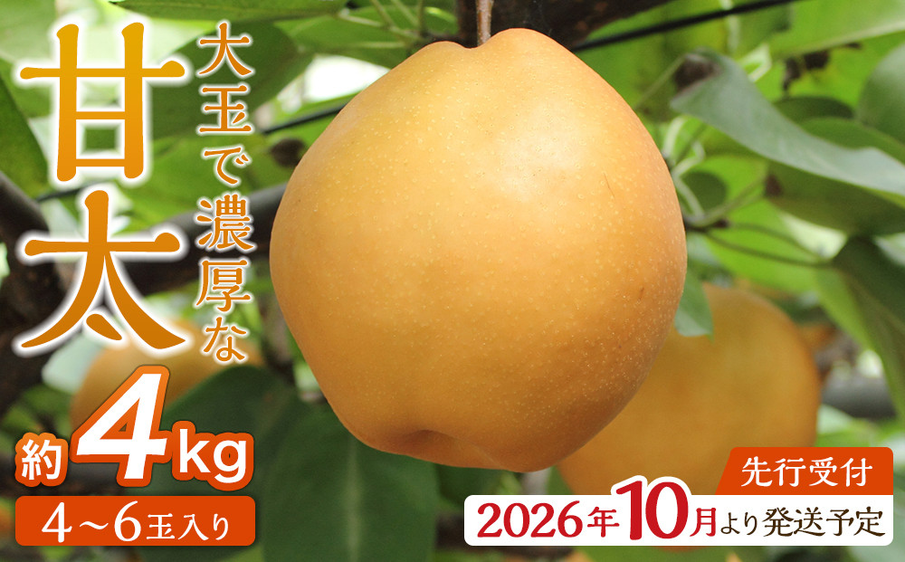 【2026年発送／先行予約】梨「甘太」約4kg（4～6玉入）10月中旬～順次発送【松崎果樹園】
