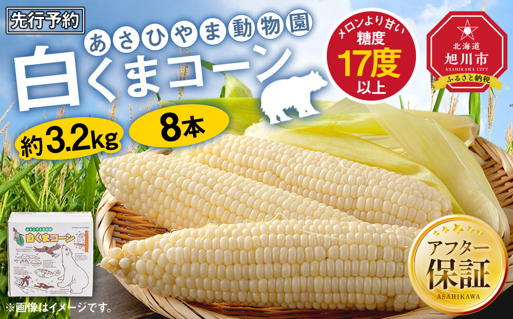 【26年発送先行予約】あさひやま動物園しろくまコーン&nbsp;8本（約3.2kg）2026年8月下旬から発送開始予定&nbsp;【&nbsp;とうもろこし&nbsp;人気&nbsp;北海道&nbsp;糖度&nbsp;野菜&nbsp;白いとうもろこし&nbsp;白いスイートコーン&nbsp;産地直送&nbsp;ホワイトレディ&nbsp;コーン&nbsp;玉蜀黍&nbsp;旬&nbsp;お取り寄せ&nbsp;旭川市&nbsp;北海道&nbsp;】　_03811