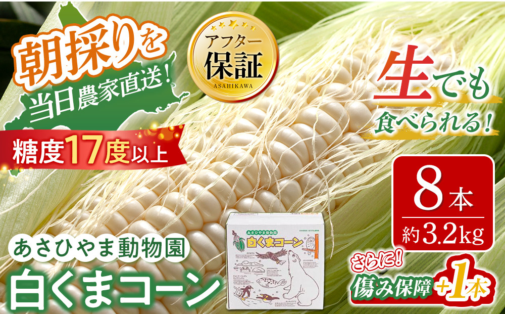 【26年発送先行予約】あさひやま動物園しろくまコーン&nbsp;8本（約3.2kg）2026年8月下旬から発送開始予定&nbsp;【&nbsp;とうもろこし&nbsp;人気&nbsp;北海道&nbsp;糖度&nbsp;野菜&nbsp;白いとうもろこし&nbsp;白いスイートコーン&nbsp;産地直送&nbsp;ホワイトレディ&nbsp;コーン&nbsp;玉蜀黍&nbsp;旬&nbsp;お取り寄せ&nbsp;旭川市&nbsp;北海道&nbsp;】　_03811