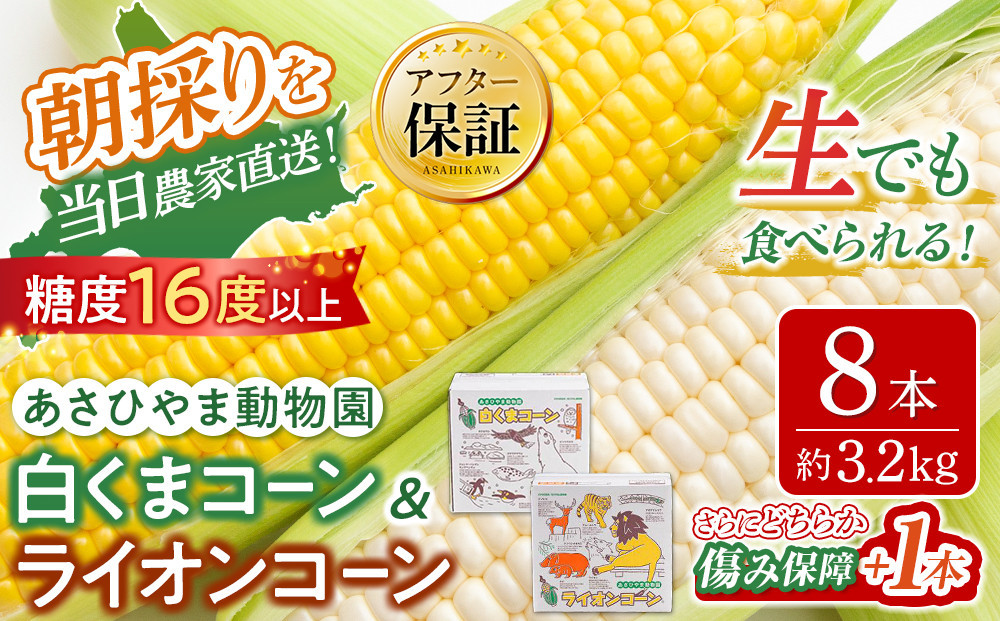 【26年発送先行予約】旭山動物園　白くまコーン4本　ライオンコーン4本　MIX　合計8本（2026年8月中旬から発送開始予定）【&nbsp;とうもろこし&nbsp;人気&nbsp;北海道&nbsp;糖度&nbsp;野菜&nbsp;白いとうもろこし&nbsp;白いスイートコーン&nbsp;産地直送&nbsp;ホワイトレディ&nbsp;ゴールドラッシュ&nbsp;コーン&nbsp;玉蜀黍&nbsp;旬&nbsp;お取り寄せ&nbsp;旭川市&nbsp;北海道&nbsp;】_03815
