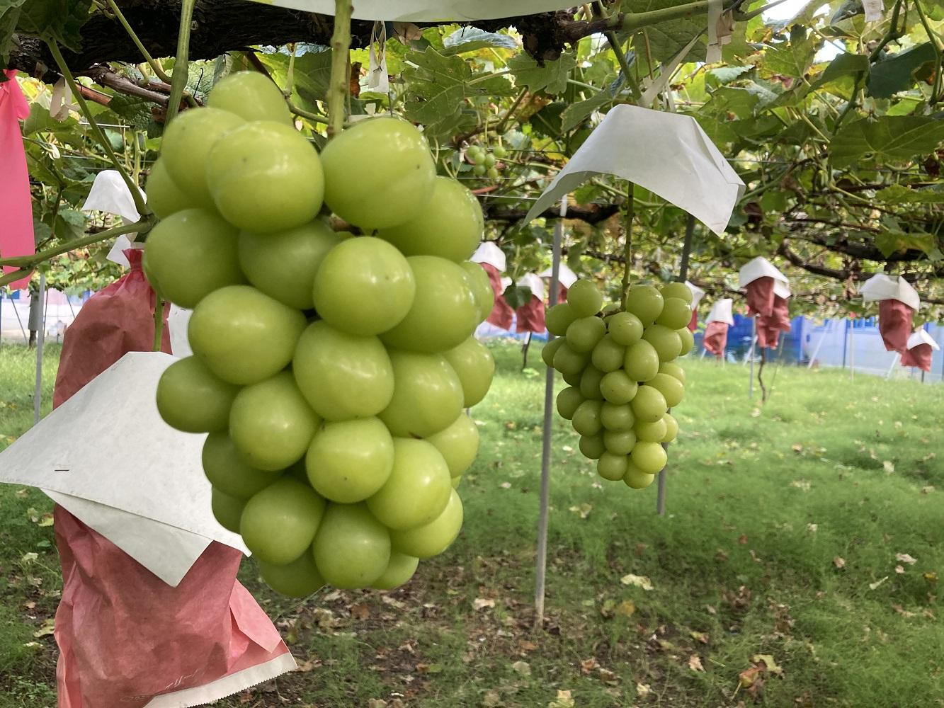有田産&nbsp;シャインマスカット&nbsp;約&nbsp;2kg&nbsp;有田巨峰村&nbsp;森下農園&nbsp;ぶどう&nbsp;送料無料&nbsp;フルーツ&nbsp;マスカット&nbsp;シャインマスカット