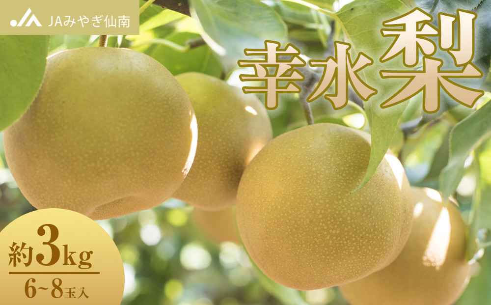 【JAみやぎ仙南】梨「幸水」約3kg&nbsp;(6～8玉入)
