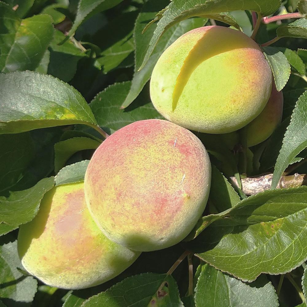 厳選 紀州南高梅(青梅)5kg+250g（傷み補償分）【梅干し・梅酒・梅