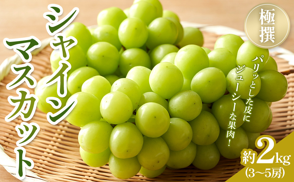 【2026年8月中旬より発送】極撰！シャインマスカット&nbsp;約2kg&nbsp;(3～5房)