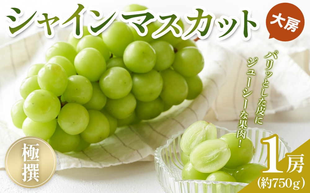 【2026年8月中旬より発送】極撰！大房シャインマスカット&nbsp;1房&nbsp;(約750g)