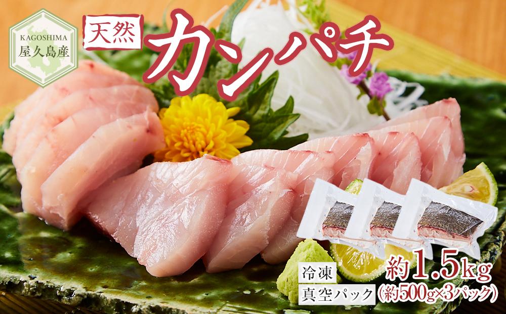 屋久島産 天然カンパチ 約1.5kg（約500g×3） ブロック 冷凍 真空パック