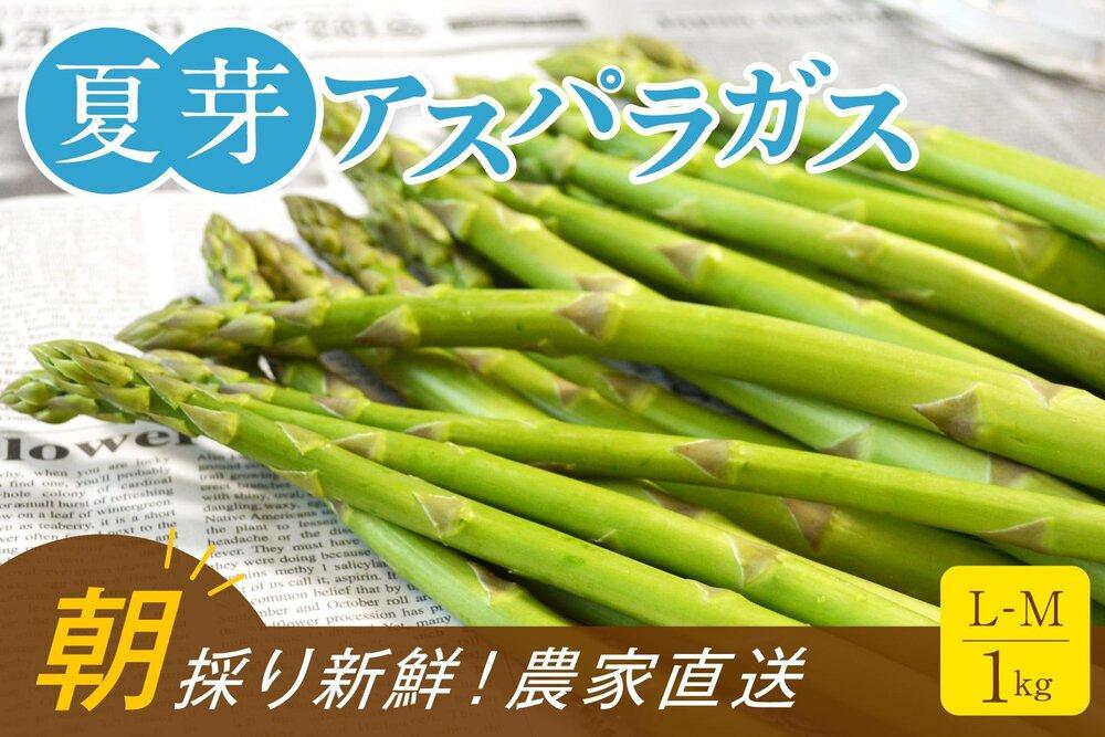 【朝採り直送】夏芽アスパラガス&nbsp;1kg（L-Mサイズ）福岡県産&nbsp;2026年