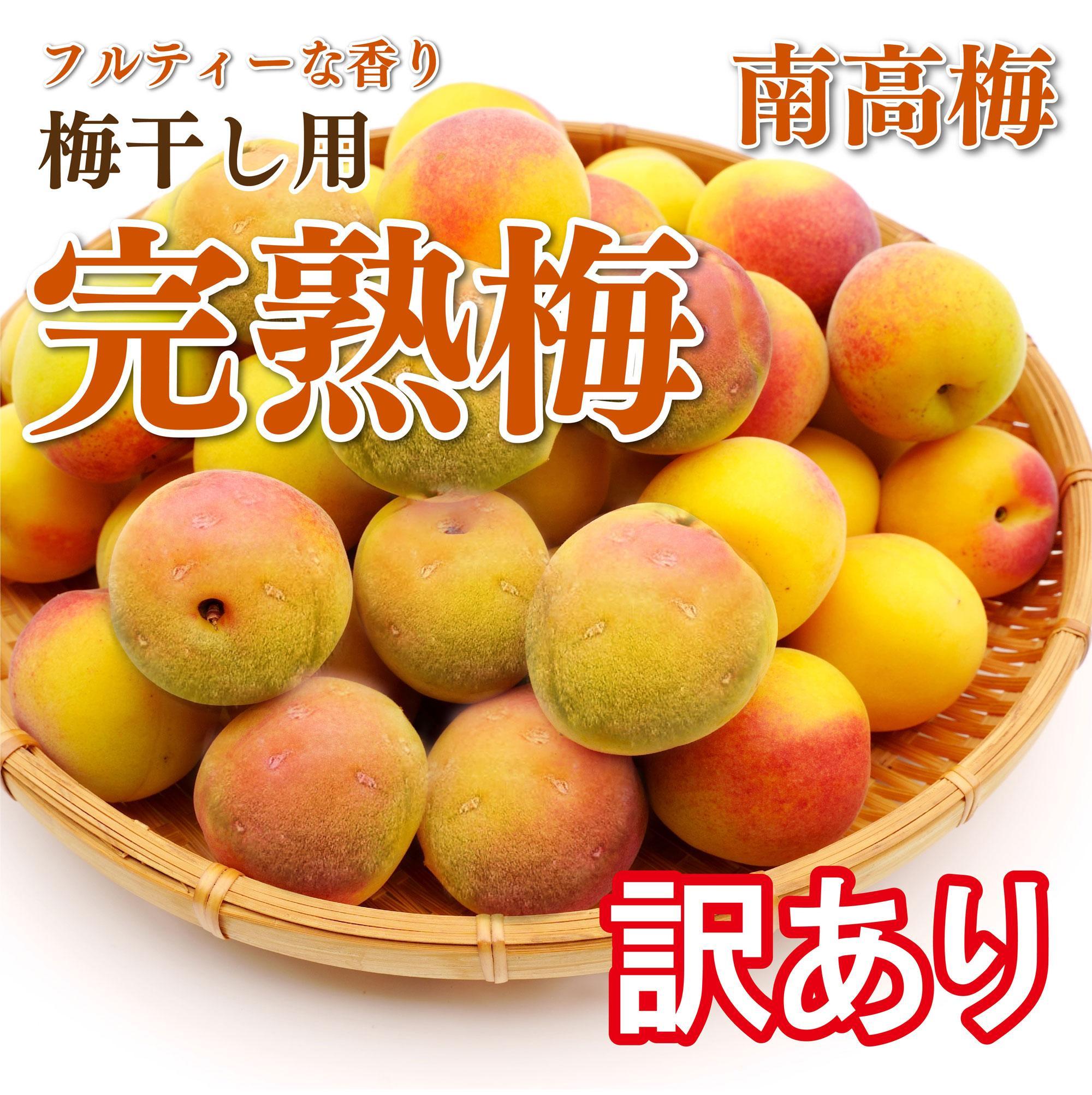 訳あり 手もぎ完熟南高梅 10Kg L～2L【発送期日：2024年6月中旬～下旬頃】