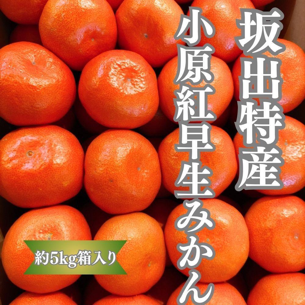 坂出特産　小原紅早生みかん約5kg(約50個） MまたはLサイズ