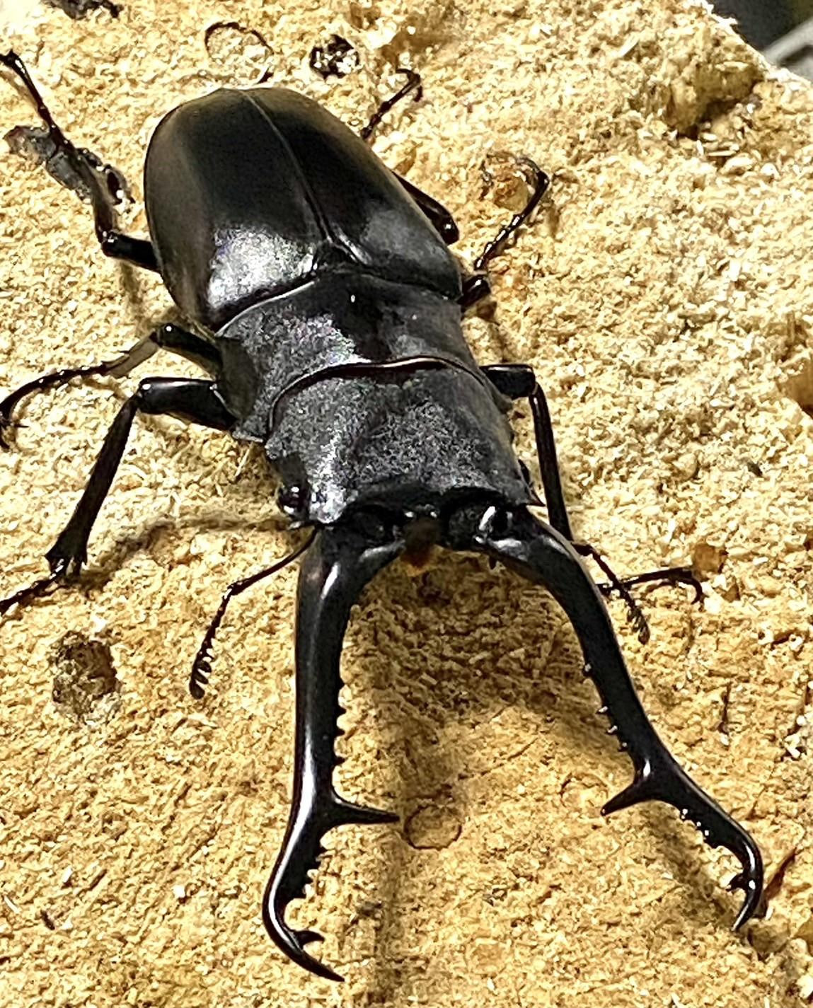 ギラファノコギリクワガタ&nbsp;ペア（オス95mm前後・メスフリー）※配送不可地域あり