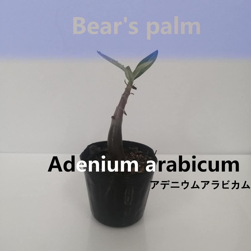 アデニウムアラビカム　Adenium arabicum_栃木県大田原市生産品_Bear‘s palm