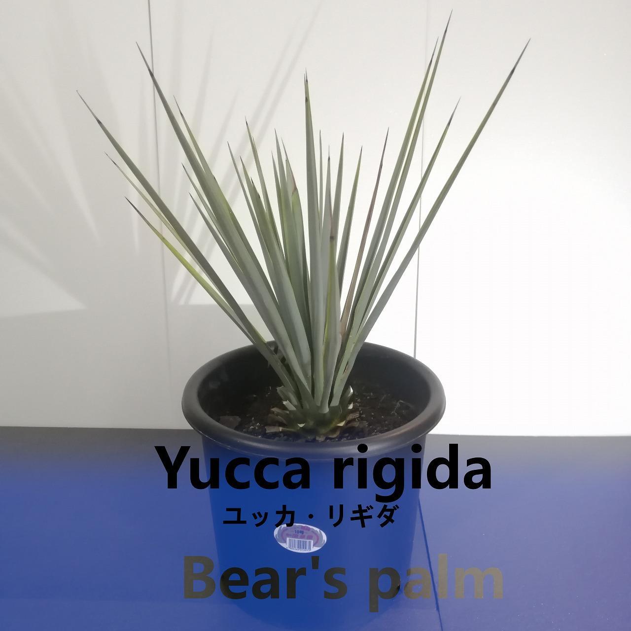 ユッカ リギダ　Yucca rigida_栃木県大田原市生産品_Bear‘s palm