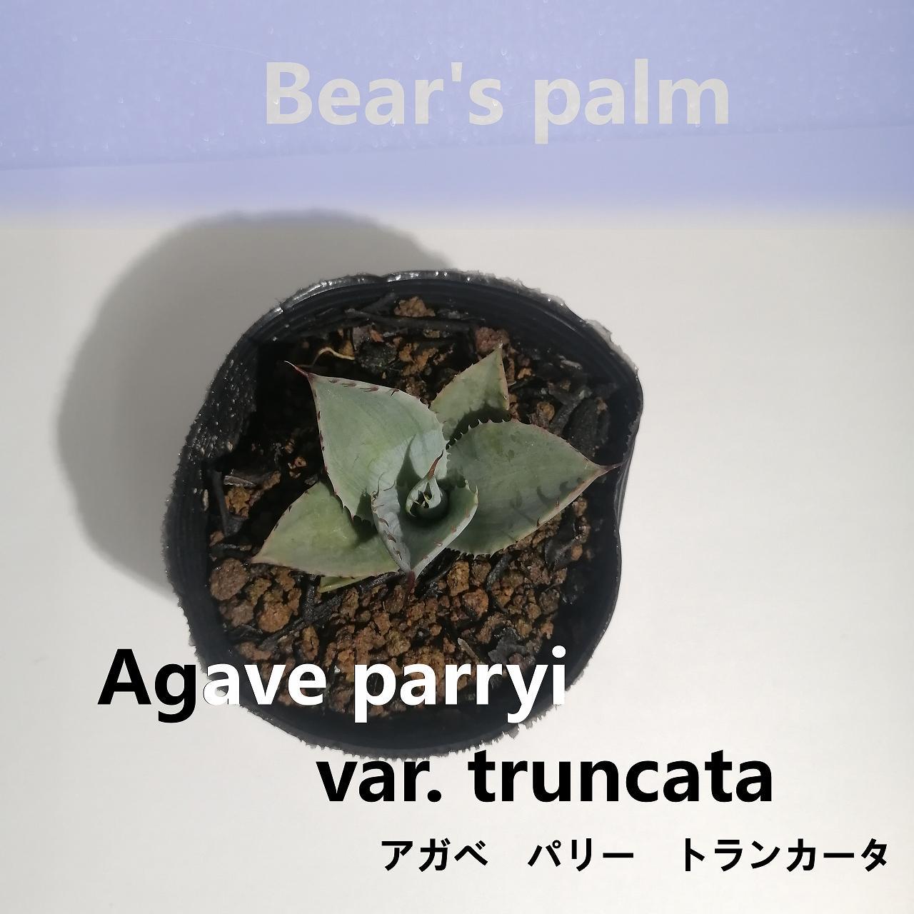 アガベパリートランカータ　Agave parryi var. truncata_栃木県大田原市生産品_Bear‘s palm