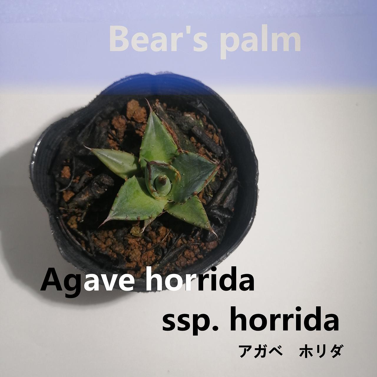 アガベ ホリダ　Agave horrida ssp. horrida_栃木県大田原市生産品_Bear‘s palm