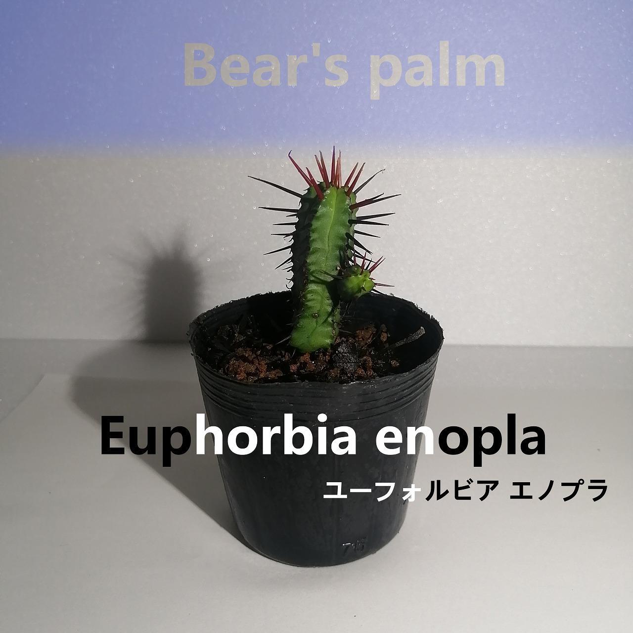 ユーフォルビアエノプラ　Euphorbia enopla_栃木県大田原市生産品_Bear‘s palm