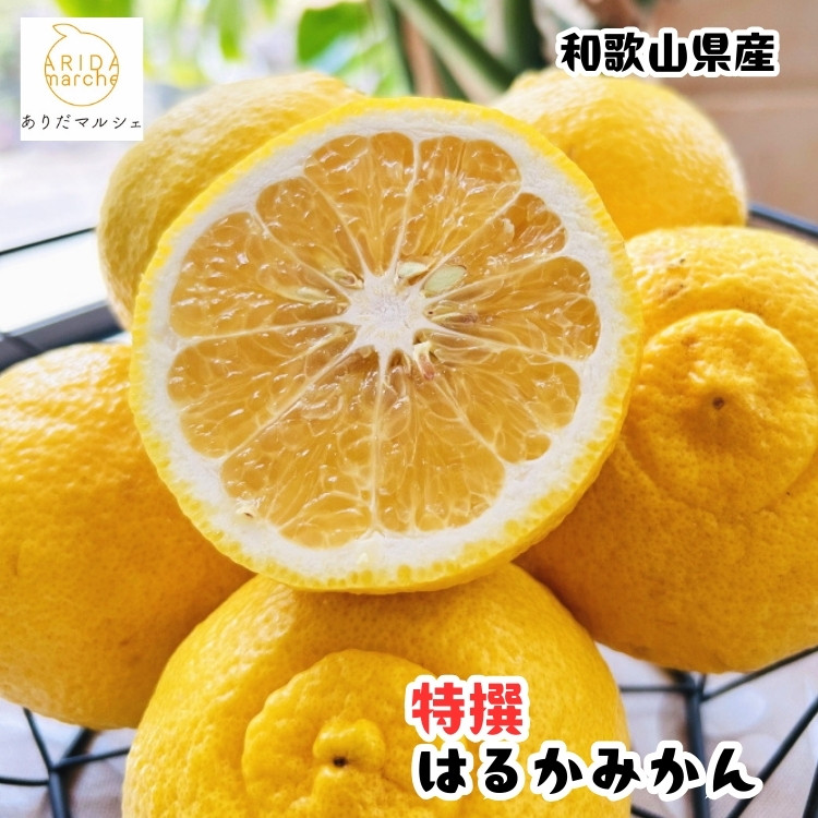 ［先行予約］［人気柑橘］&nbsp;特撰&nbsp;はるかみかん&nbsp;3kg［MS54］