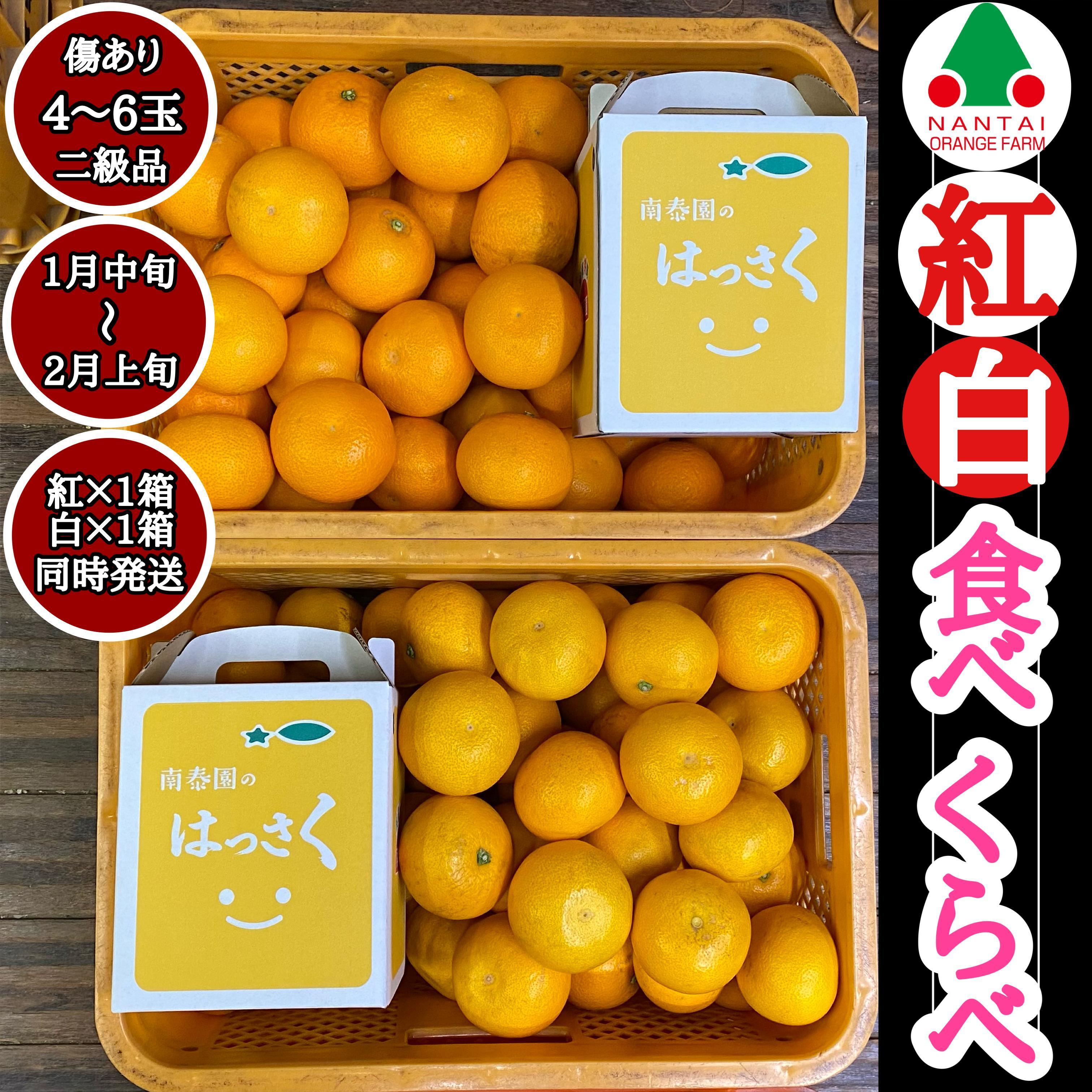 有田 はっさく 紅白 食べくらべ 手さげ箱 （ 2L×4玉・L×5玉・M×6玉のいずれか ※サイズ指定不可 ） ちょっと傷あり 二級品