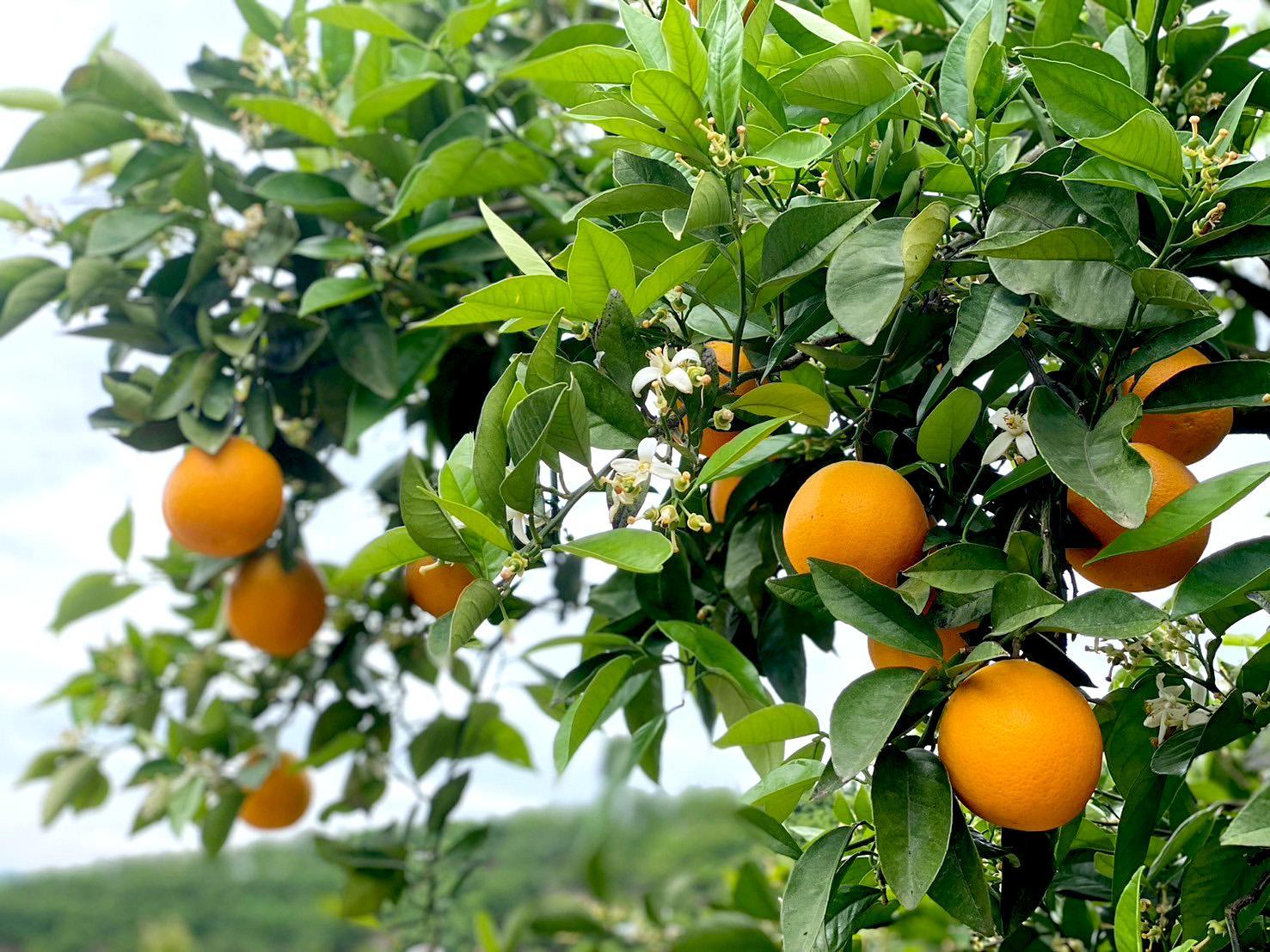 piroco 様　　専用 新品 バレンシア バレンシア 10個: スイーツ・洋菓子 | スイーツ・グルメ・ギフトの通販