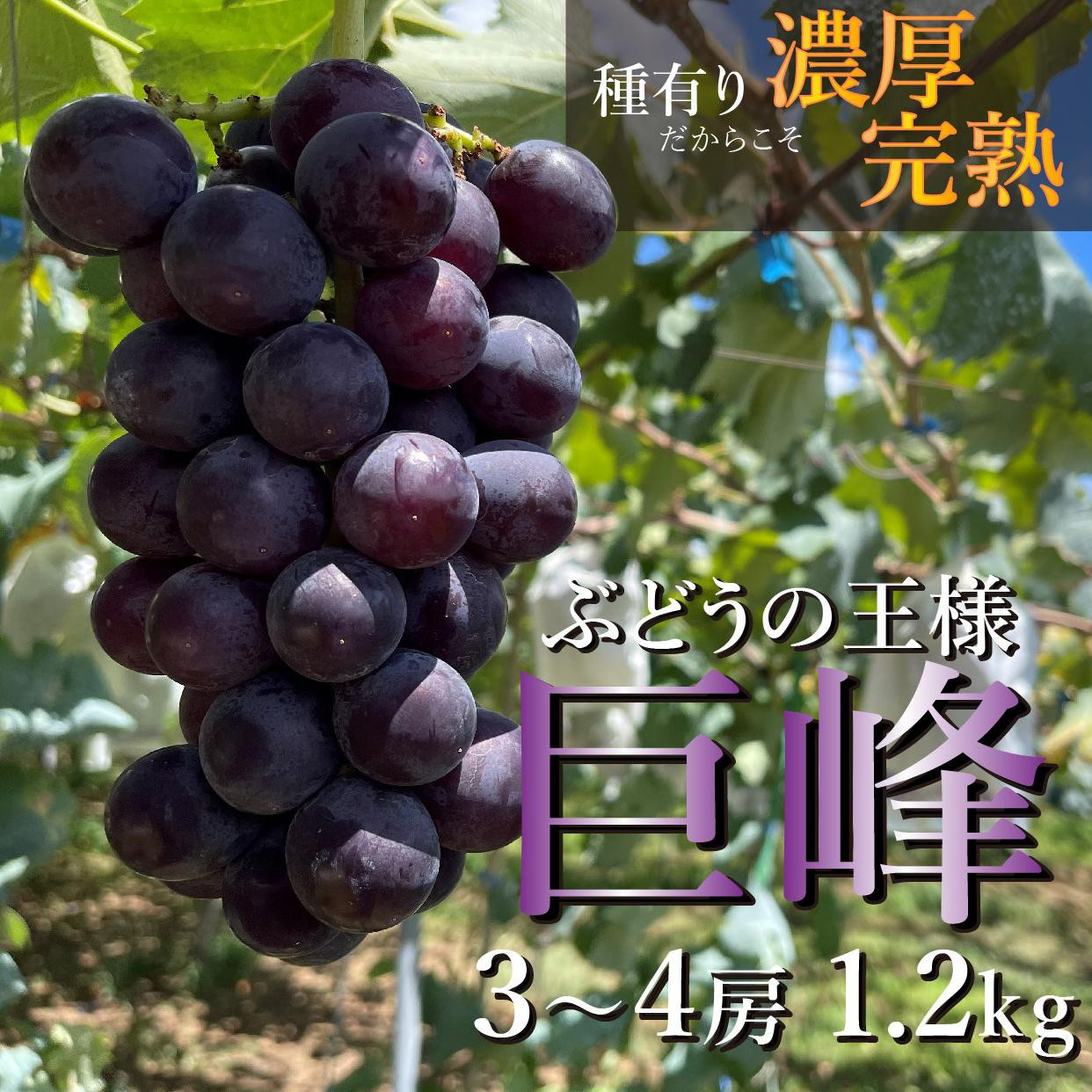 【締切間近&nbsp;&nbsp;先行予約】巨峰3～4房&nbsp;1.2kg&nbsp;&nbsp;&nbsp;2025年8月下旬発送開始&nbsp;朝採れ&nbsp;新鮮&nbsp;減農薬　和歌山県　巨峰村　農園直送