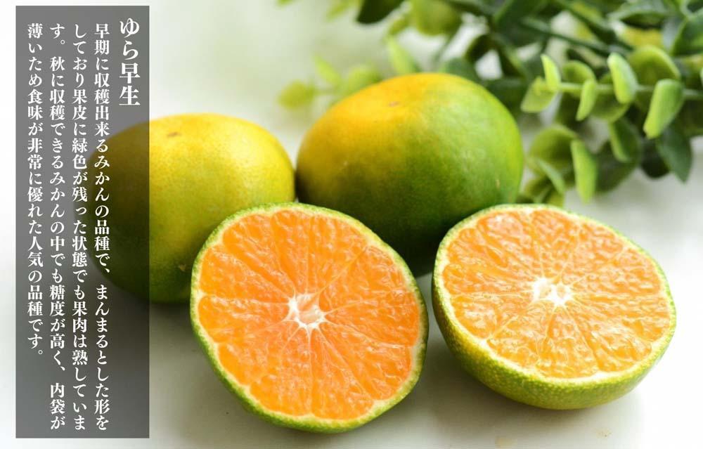 ゆら早生 みかん 箱込5kg(内容量 4.4kg) SMLサイズのいずれか 秀品