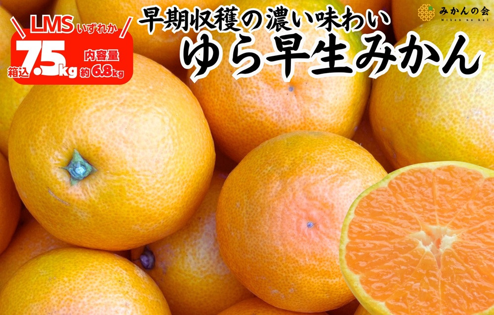 ゆら早生&nbsp;みかん&nbsp;箱込7.5kg&nbsp;(内容量&nbsp;6.8kg)&nbsp;SMLサイズのいずれか&nbsp;秀品&nbsp;優品&nbsp;混合&nbsp;有田みかん&nbsp;和歌山県産&nbsp;【みかんの会】