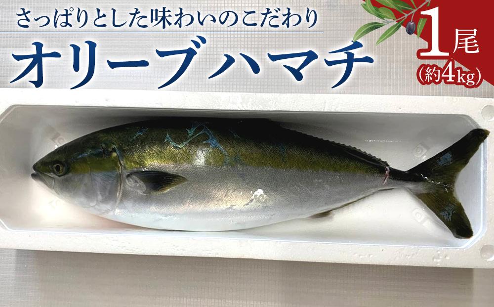 オリーブハマチ1尾 約4kg