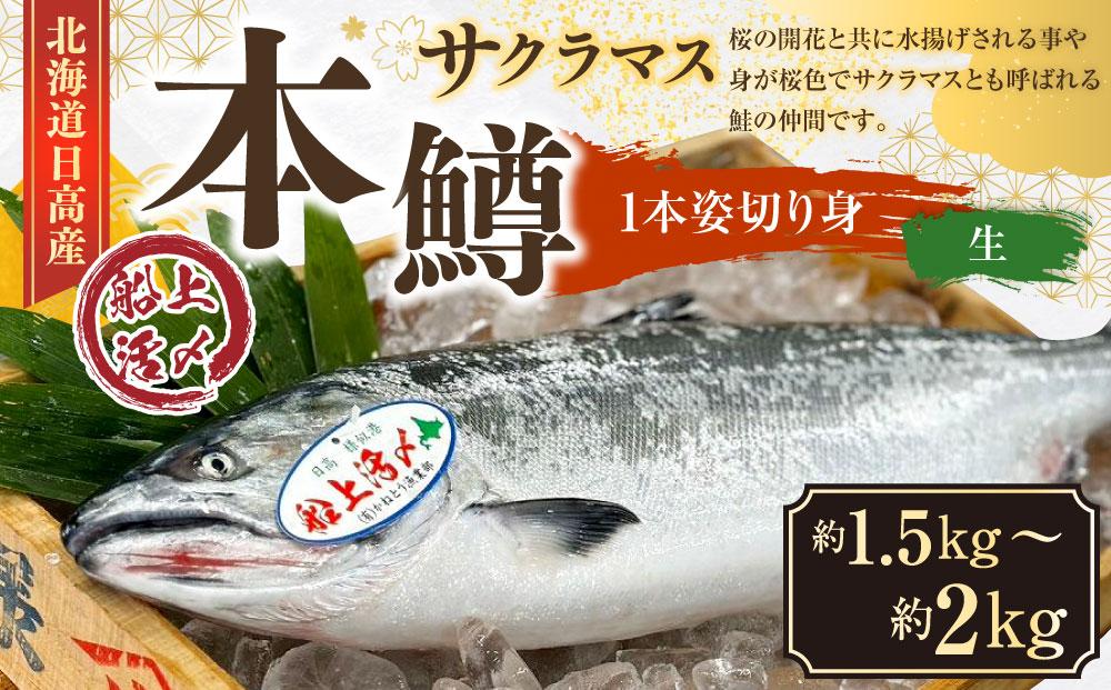 本鱒（サクラマス）船上活〆1本姿切り身【生】（1尾分1.5kg～2kg）