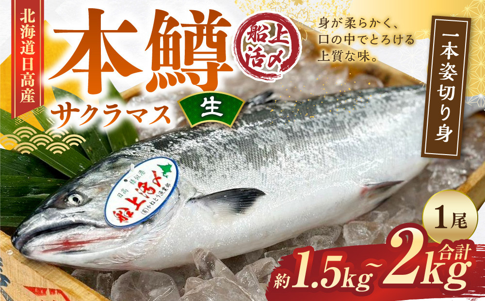 本鱒（サクラマス）船上活〆1本姿切り身【生】（1尾分1.5kg～2kg）