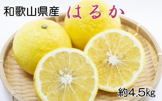 【さわやか柑橘】和歌山県産はるかみかん約4.5kg（サイズ混合　ご家庭用）★2025年2月下旬頃より順次発送【TM161】