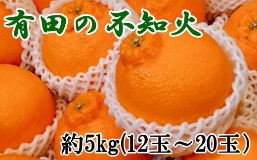 【濃厚】有田の不知火約5kg（12～20玉）★2025年2月上旬～3月下旬頃順次発送【TM33】