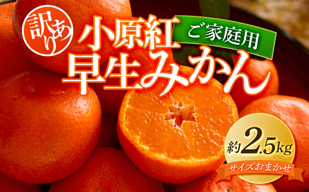 【訳あり】ご家庭用小原紅早生みかん(サイズおまかせ)　約2.5kg【11月下旬～1月下旬配送予定】｜早生ミカン&nbsp;みかん&nbsp;早生みかん&nbsp;訳アリ&nbsp;訳あり&nbsp;不揃い&nbsp;家庭用みかん&nbsp;甘い&nbsp;フルーツ&nbsp;くだもの&nbsp;果物&nbsp;柑橘&nbsp;人気&nbsp;おすすめ&nbsp;わけあり先行予約
