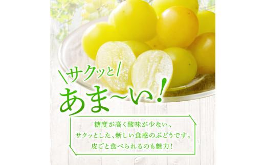 ご家庭用 シャインマスカット 約5kg 【2024-8月下旬～2024-9月下旬配送】 | JTBのふるさと納税サイト [ふるぽ]