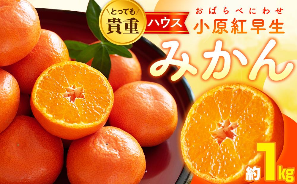 とっても貴重　ハウス小原紅早生みかん　約1kg【2025-6月中旬～2025-8月上旬配送】