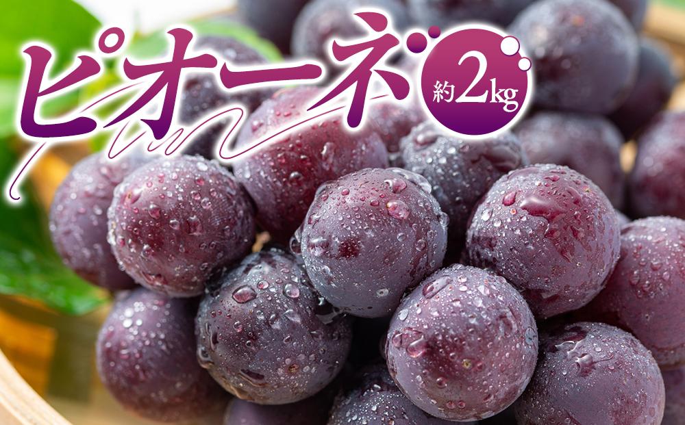 ピオーネ　約2kg【2025-7月中旬～2025-9月下旬配送】