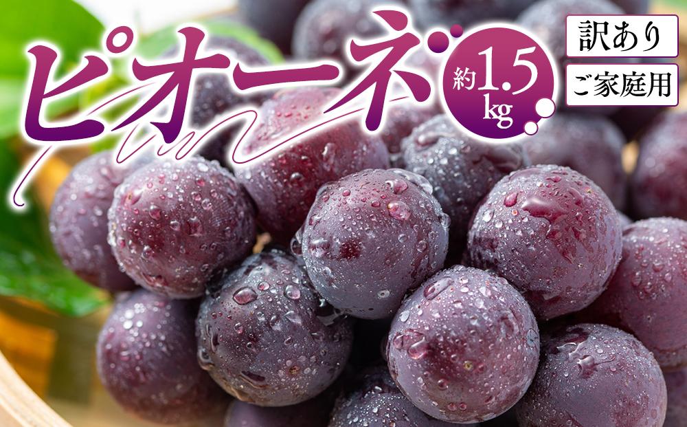 訳あり ご家庭用 ピオーネ 約1.5kg【2025-8月中旬～2025-9月下旬配送】