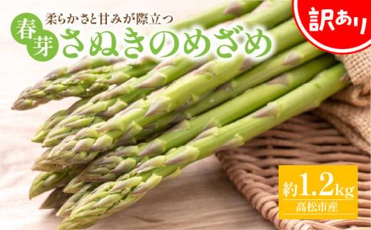 訳あり 柔らかさと甘みが際立つ さぬきのめざめ春芽 約1.2kg【2025-3月上旬～2025-4月下旬配送】