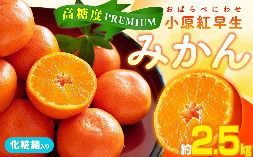 高糖度　プレミアム小原紅早生みかん化粧箱　約2.5kg【2024-11月中旬～2025-1月中旬配送】