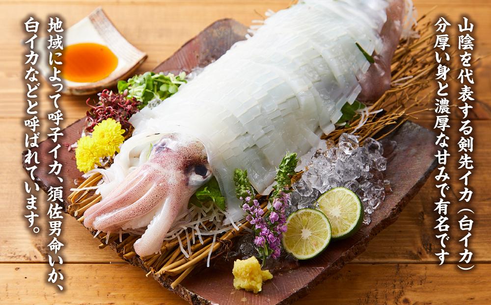 先行予約 2026年7月以降発送】白輝姫（しらきひめ）下処理 墨抜き済み