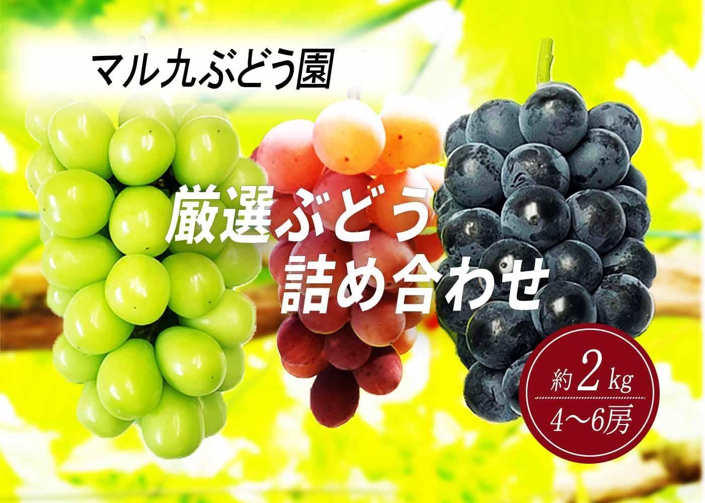 【先行予約】【数量限定】 厳選ぶどう 詰め合わせセット 約2kg（4～6房） 〔2025年8月中旬より順次発送〕